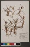 Carex alopecuroides D. Don subsp. subtransversa (C. B. Clarke) T. Koyama s饻