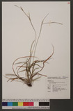 Carex manca Boott subsp. takasagoana (Akiyama) T. Koyama ڨαJW