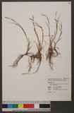 Carex sachalinensis F. Schmidt subsp. alterniflora (Franch.) T. Koyama uJW
