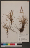 Carex chrysolepis Franch. & Sav. 
