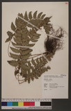Polystichum eximium (Mett. ex Kuhn) C. Chr. sտ