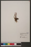 Lepisorus suboligolepidus Ching ˸