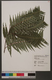 Cibotium barometz (L.) J. Sm. 