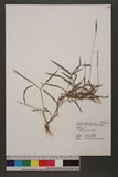 Digitaria henryi Rendle Q