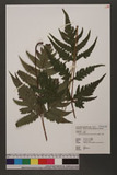 Tectaria brachiata (Zoll. & Mor.) Morton ܸTe