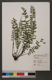 Asplenium gueinzianum Mett. ex Kuhn `K