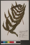 Pteris scabristipes Tagawa `