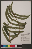 Dryopteris subatrata Tagawa Ӹ