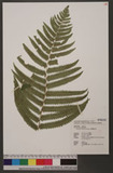 Dryopteris subatrata Tagawa Ӹ