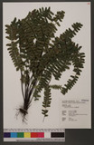 Asplenium normale D. Don ͪK