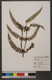 Polystichum longispinosum Ching ex Li Bing Zhang & H. S. Kung