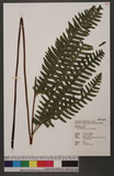 Pteris tokioi Masamune a