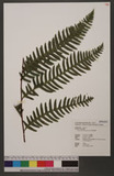 Pteris tokioi Masamune a