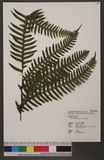 Pteris tokioi Masamune a