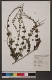 Scutellaria playfairi Kudo