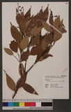 Cinnamomum brevipedunculatum C. E. Chang p