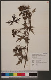 Aconitum bartletii Yamamoto OWQY