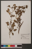 Clematis terniflora DC. var. garanbiensis (Hayata) M. C. Chang ZqKu