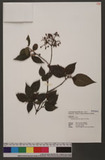 Viburnum formosanum Hayata 紅子莢迷