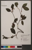 Viburnum formosanum Hayata 紅子莢迷