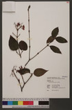 Viburnum luzonicum...