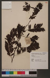 Acacia mollisima Willd. 