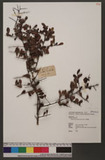 Maytenus diversifolia (Gray) Hou r