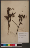 Grewia rhombifolia Kanehira & Sasaki ٸ