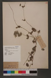 Rhynchosia minima (L.) DC. forma nuda (DC.) H. Ohashi & Y. Tateishi pA