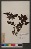 Rubus trianthus Focke Wa_l