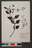 Scrophularia yoshimurae Yamazaki Ȱ