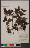 Clematis parviloba Gardn. & Champ. subsp. bartlettii (Yamam.) T. Y. A. Yang & T. C. Huang ڤKu