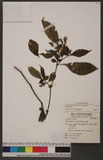 Strobilanthes cusia (Nees) Kuntze. 