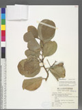 Gomphandra luzoniensis (Merr.) Merr. subsp. septentrionalis Schori & Utteridge