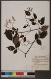 Ampelopsis cantoniensis (Hook. & Arn.) Planch. var. lecoides (Maxim.) Lu jsFs
