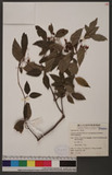 Viburnum foetidum Wall. var. rectangulatum (Graebner) Rehder Ug