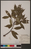 Neolitsea acuminatissima (Hayata) Kanehira & Sasaki ssl