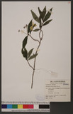 Hydrangea chinensis Maxim. ؤKP