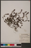 Clinopodium gracil...