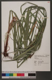 Carex baccans Nees...