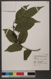 Glochidion zeylanicum (Gaertn.) A. Juss. CYG