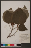 Mallotus japonicus (Thunb.) Muell. -Arg. 