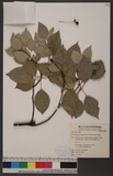 Cinnamomum camphora (L.) J. Presl ̾