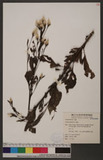 Celosia argentea L. C߹