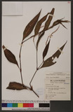 Polygonum lapathifolium L. ]d