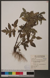 Bidens pilosa L. var. minor (Blume) Sherff wׯ