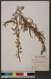 Chenopodium ambrosioides L. 