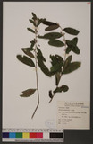 Helicteres angustifolia L. s۳