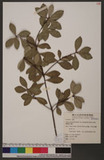 Litsea rotundifolia Hemsl. var. oblongifolia (Nees) Allen 긭l