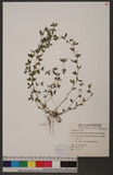 Kummerowia striata (Thunb. ex Murray) Schindl. 